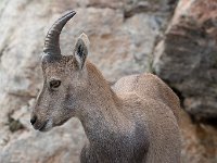 maudoc.com • Alpine Ibex - Stambecco delle Alpi - Capra ibex •  IMG_6310.jpg : Stambecco