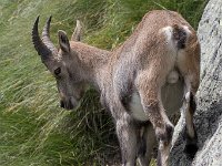 maudoc.com • Alpine Ibex - Stambecco delle Alpi - Capra ibex •  IMG_6329.jpg : Stambecco