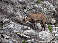 maudoc.com • Alpine Ibex - Stambecco delle Alpi - Capra ibex •  IMG_6474.jpg : Stambecco