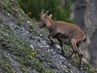 maudoc.com • Alpine Ibex - Stambecco delle Alpi - Capra ibex •  IMG_6475.jpg : Stambecco
