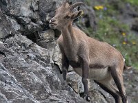 maudoc.com • Alpine Ibex - Stambecco delle Alpi - Capra ibex •  IMG_6485.jpg : Stambecco