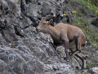 maudoc.com • Alpine Ibex - Stambecco delle Alpi - Capra ibex •  IMG_6488.jpg : Stambecco