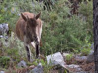 maudoc.com • Iberian Ibex - Stambecco iberico - Capra pyrenaica •  IMG_0469b.jpg : Stambecco iberico