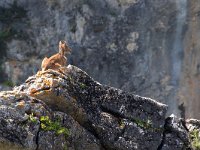 maudoc.com • Iberian Ibex - Stambecco iberico - Capra pyrenaica •  IMG_0678.jpg : Stambecco iberico