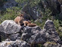 maudoc.com • Iberian Ibex - Stambecco iberico - Capra pyrenaica •  IMG_0681.jpg : Stambecco iberico