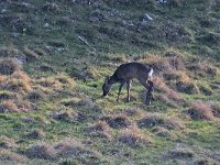 maudoc.com • Roe Deer - Capriolo - Capreolus capreolus •  IMG_4923.jpg : Capriolo