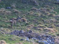 maudoc.com • Roe Deer - Capriolo - Capreolus capreolus •  IMG_4925.jpg : Capriolo