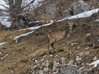 maudoc.com • Roe Deer - Capriolo - Capreolus capreolus •  IMG_4990.jpg : Capriolo