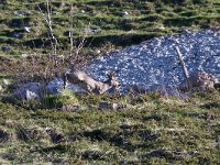 maudoc.com • Roe Deer - Capriolo - Capreolus capreolus •  IMG_6499.jpg   Lessinia, Italy : Capriolo