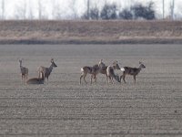 Roe Deer - Capriolo - Capreolus capreolus