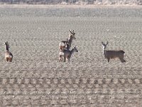 maudoc.com • Roe Deer - Capriolo - Capreolus capreolus •  IMG_7406.jpg   Friuli, Italy : Capriolo