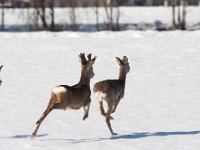 maudoc.com • Roe Deer - Capriolo - Capreolus capreolus •  IMG_8407.jpg   Austria