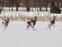 maudoc.com • Roe Deer - Capriolo - Capreolus capreolus •  IMG_8410b.jpg   Austria