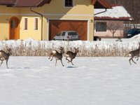 maudoc.com • Roe Deer - Capriolo - Capreolus capreolus •  IMG_8412.jpg   Austria