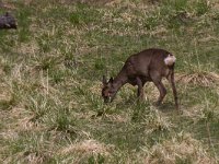 maudoc.com • Roe Deer - Capriolo - Capreolus capreolus •  IMG_9372.jpg : Capriolo