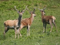 maudoc.com • Red Deer - Cervo - Cervus elaphus •  IMG_1442.jpg   Scotland : Cervo