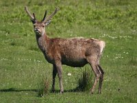 Red Deer - Cervo - Cervus elaphus