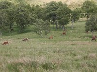 maudoc.com • Red Deer - Cervo - Cervus elaphus •  IMG_1904.jpg   Scotland : Cervo