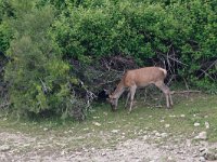 maudoc.com • Red Deer - Cervo - Cervus elaphus •  IMG_3108.jpg   Cervus elaphus hispanicus  Extremadura : Cervo