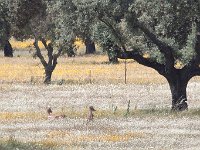 maudoc.com • Red Deer - Cervo - Cervus elaphus •  IMG_3680.jpg   Cervus elaphus hispanicus  Extremadura : Cervo