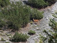 maudoc.com • Red Deer - Cervo - Cervus elaphus •  IMG_4879.jpg   Stelvio : Cervo