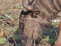 maudoc.com • Blue Wildebeest - Gnu - Connochaetes taurinus •  IMG_0276.jpg : Gnu