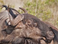 Blue Wildebeest - Gnu - Connochaetes taurinus