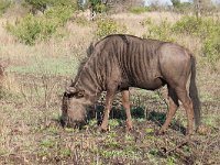 maudoc.com • Blue Wildebeest - Gnu - Connochaetes taurinus •  IMG_7787.jpg : Gnu