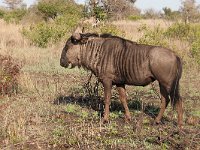 maudoc.com • Blue Wildebeest - Gnu - Connochaetes taurinus •  IMG_7788.jpg : Gnu