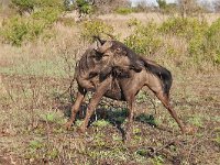 maudoc.com • Blue Wildebeest - Gnu - Connochaetes taurinus •  IMG_7793.jpg : Gnu