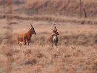 maudoc.com • Blesbok - Damaliscus pygargus phillipsi •  IMG_8851.jpg : Blesbok, Bontebok