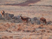 maudoc.com • Blesbok - Damaliscus pygargus phillipsi •  IMG_8853.jpg : Blesbok, Bontebok