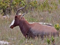 maudoc.com • Bontebok - Damaliscus pygargus pygargus •  IMG_1765.jpg   West Coast NP, South Africa : Bontebok