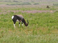 maudoc.com • Bontebok - Damaliscus pygargus pygargus •  IMG_8342.jpg   West Coast NP, South Africa : Bontebok