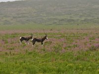 Bontebok - Damaliscus pygargus pygargus