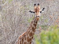 maudoc.com • Giraffe - Giraffa - Giraffa camelopardalis •  IMG_0029.jpg   ssp. giraffa : Giraffa
