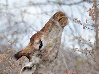 maudoc.com • Giraffe - Giraffa - Giraffa camelopardalis •  IMG_0032.jpg   ssp. giraffa : Giraffa