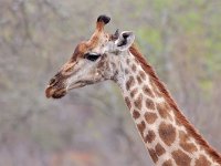 Giraffe - Giraffa - Giraffa camelopardalis