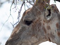 maudoc.com • Giraffe - Giraffa - Giraffa camelopardalis •  IMG_0754.jpg   ssp. giraffa : Giraffa