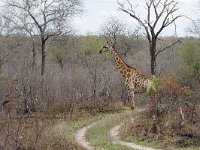 maudoc.com • Giraffe - Giraffa - Giraffa camelopardalis •  IMG_7675.jpg   ssp. giraffa : Giraffa