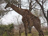 maudoc.com • Giraffe - Giraffa - Giraffa camelopardalis •  IMG_7926.jpg   ssp. giraffa : Giraffa