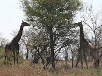 maudoc.com • Giraffe - Giraffa - Giraffa camelopardalis •  IMG_7945.jpg   ssp. giraffa : Giraffa