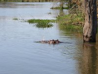 maudoc.com • Hippo - Ippotamo - Hippopotamus amphibius •  IMG_7828.jpg : Ippopotamo