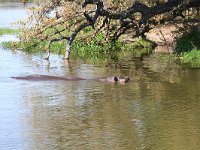 maudoc.com • Hippo - Ippotamo - Hippopotamus amphibius •  IMG_7835.jpg : Ippopotamo