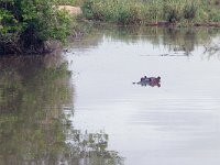 maudoc.com • Hippo - Ippotamo - Hippopotamus amphibius •  IMG_7975.jpg : Ippopotamo