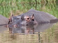 maudoc.com • Hippo - Ippotamo - Hippopotamus amphibius •  hippo IMG 0477.jpg : Ippopotamo