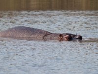 maudoc.com • Hippo - Ippotamo - Hippopotamus amphibius •  hippo IMG 0576.jpg : Ippopotamo