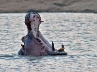 maudoc.com • Hippo - Ippotamo - Hippopotamus amphibius •  hippo IMG 0940.jpg : Ippopotamo