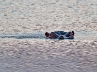 maudoc.com • Hippo - Ippotamo - Hippopotamus amphibius •  hippo IMG 0944.jpg : Ippopotamo