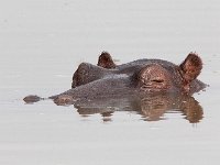 Hippo - Ippotamo - Hippopotamus amphibius